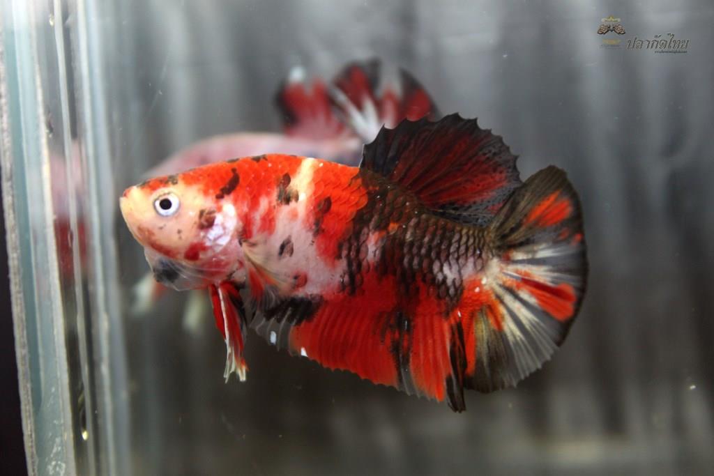 ปลากัดคัดเกรดครีบสั้น - Halfmoon Plakad Fancy Koi Quality Grade