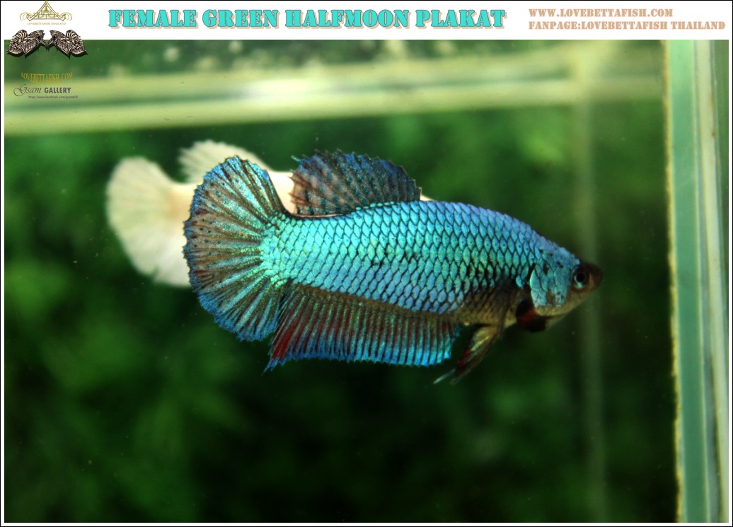 (ขายแล้วครับ)"คัดเกรด"ปลากัดครีบสั้นตัวเมีย-Female Halfmoon Plakats Fancy Green Dragon Quality Grade