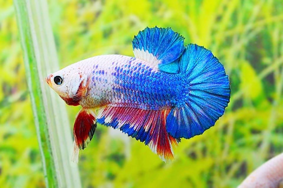 คัดเกรดปลากัดครีบสั้น-Halfmoon Plakat Fancy Dragon Quality Grade