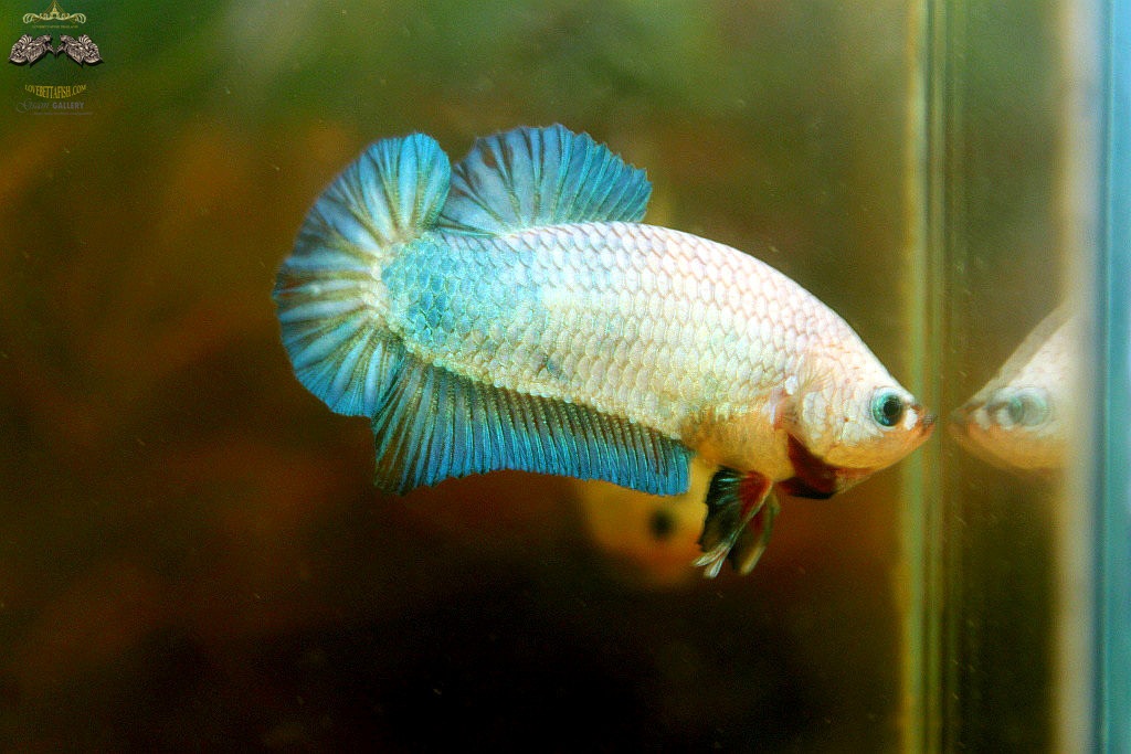 (ขายแล้วครับ)"คัดเกรด"ปลากัดครีบสั้นตัวเมีย-Female Halfmoon Plakats Fancy Marble Grade AAA