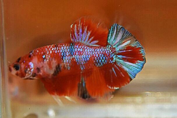 “ลายปลาคราฟ”ปลากัดคัดเกรดครีบสั้น - Halfmoon Plakad Fancy Koi Quality Grade