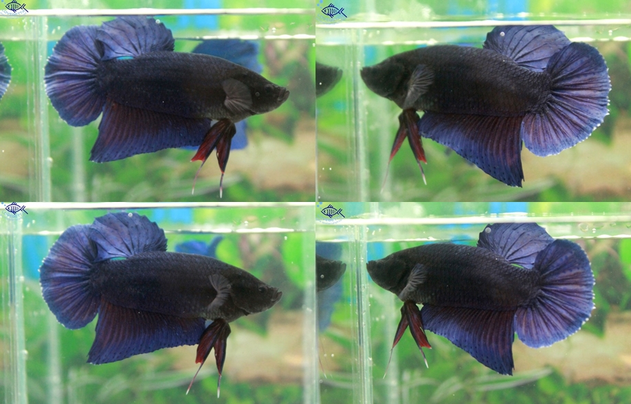 (ขายแล้วครับ)"คัดเกรด"ปลากัดยักษ์ครีบสั้น-Giant Fancy Lavender