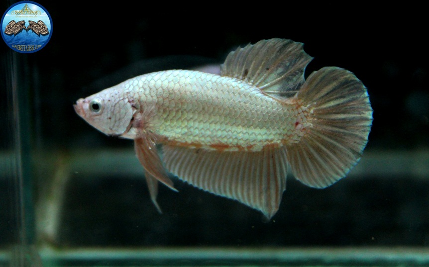 (ขายแล้วครับ)"คัดเกรด"ปลากัดครีบสั้น-Halfmoon Plakats Gold Dragon