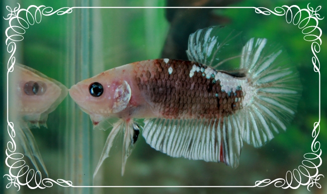 (ขายแล้วครับ)"คัดเกรด"ปลากัดครีบสั้นเนียนๆสวยขั้นเทพ-Halfmoon Plakats Fancy Koi