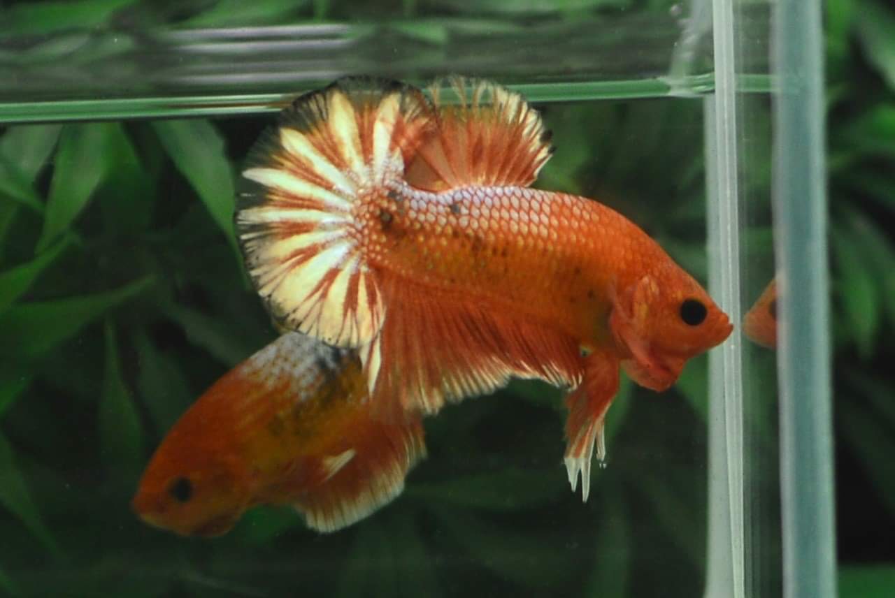 ปลากัดคัดเกรดครีบสั้น - Halfmoon Plakad Fancy Orange Premium Quality Grade