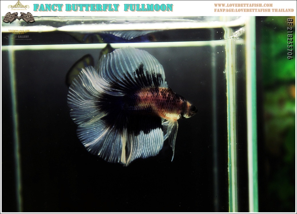 (ขายแล้วครับ)"คัดเกรด"ปลากัดครีบยาว หางพระจันทร์เต็มดวง หางคู่-Fullmoon BF Butterfly