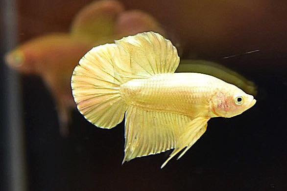 "ปลากัดสีทอง Super Gold" ปลากัดคัดเกรดครีบสั้น - Halfmoon Plakad Super Gold Quality Grade