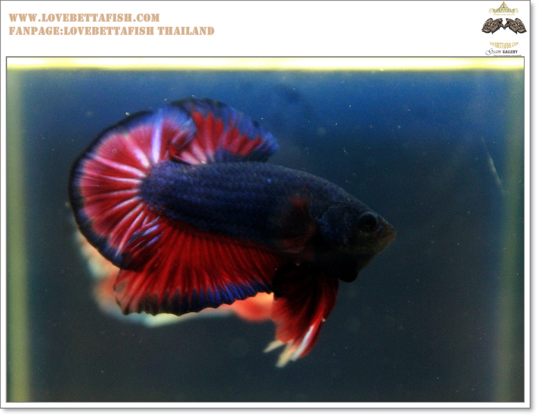 คัดเกรดปลากัดครีบสั้น-Hi- Qaulity Halfmoon Plakat Fancy Red Blue Over Tails Quality Grade