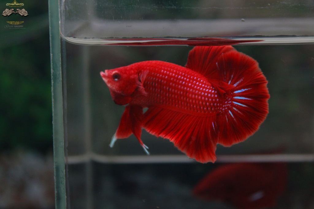 (ขายแล้วครับ)"คัดเกรด"ปลากัดครีบสั้น-Halfmoon Plakats Super Red