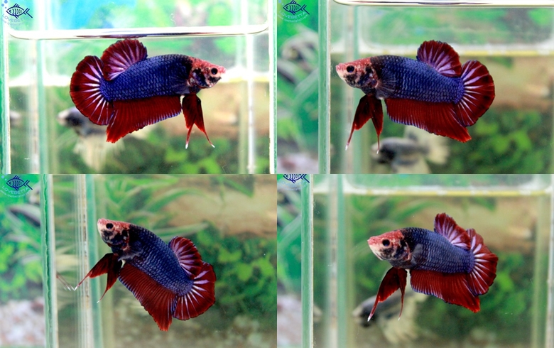 (ขายแล้วครับ)ปลากัดยักษ์ครีบสั้น-Giant Fancy