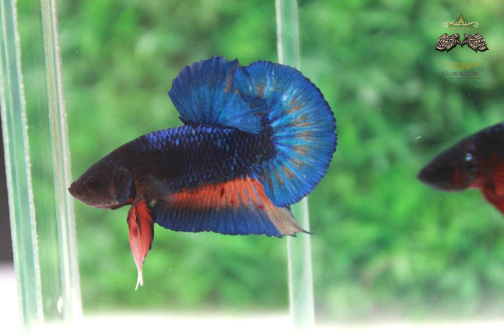 ปลากัดคัดเกรดครีบสั้น - Halfmoon Plakad Fancy Dragon Quality Grade