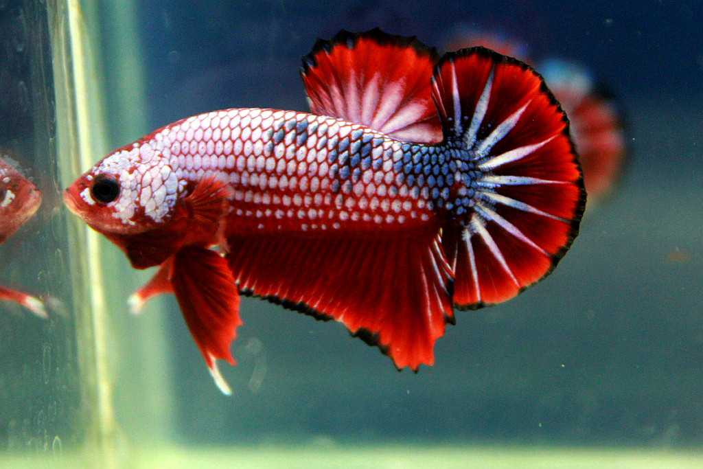 คัดเกรดปลากัดครีบสั้น-Hi- Quality Halfmoon Plakat Fancy Dragon Quality Grade