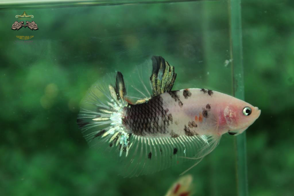 ปลากัดคัดเกรดครีบสั้น - Halfmoon Plakad Fancy Koi Quality Grade