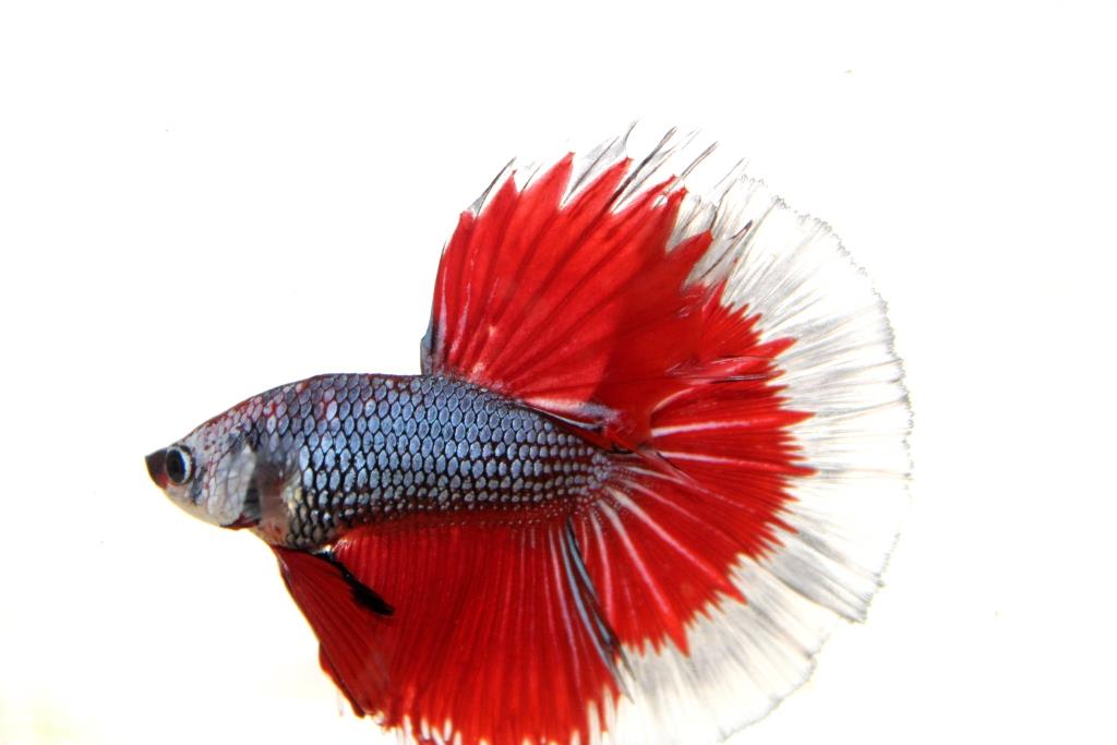 "คัดเกรดประกวด"ปลากัดครีบยาว-Halfmoon Fancy Red Butterfly Premium Quality Grade AAA+