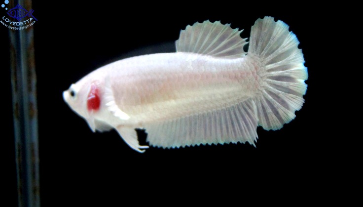 (ขายแล้วครับ)"คัดเกรด"ปลากัดครีบสั้นตัวเมีย-Female Halfmoon Plakats White Platinum