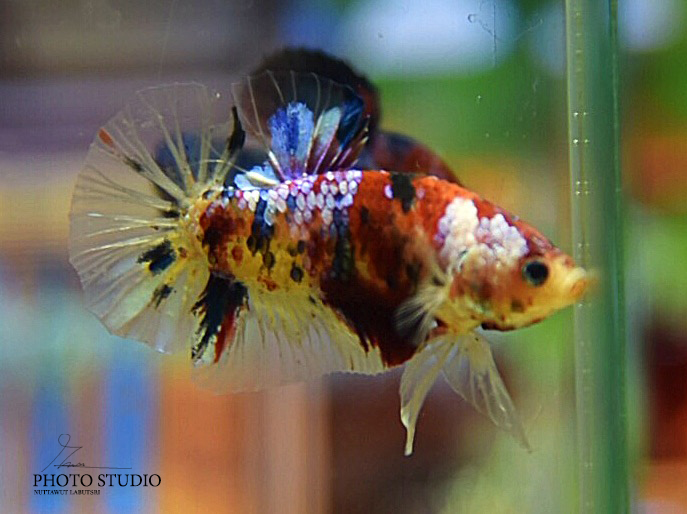 ปลากัดคัดเกรดครีบสั้นสีแฟนซีกาแล็คซี่ - Halfmoon Plakad Koi Galaxy Platinum Premium Quality Grade