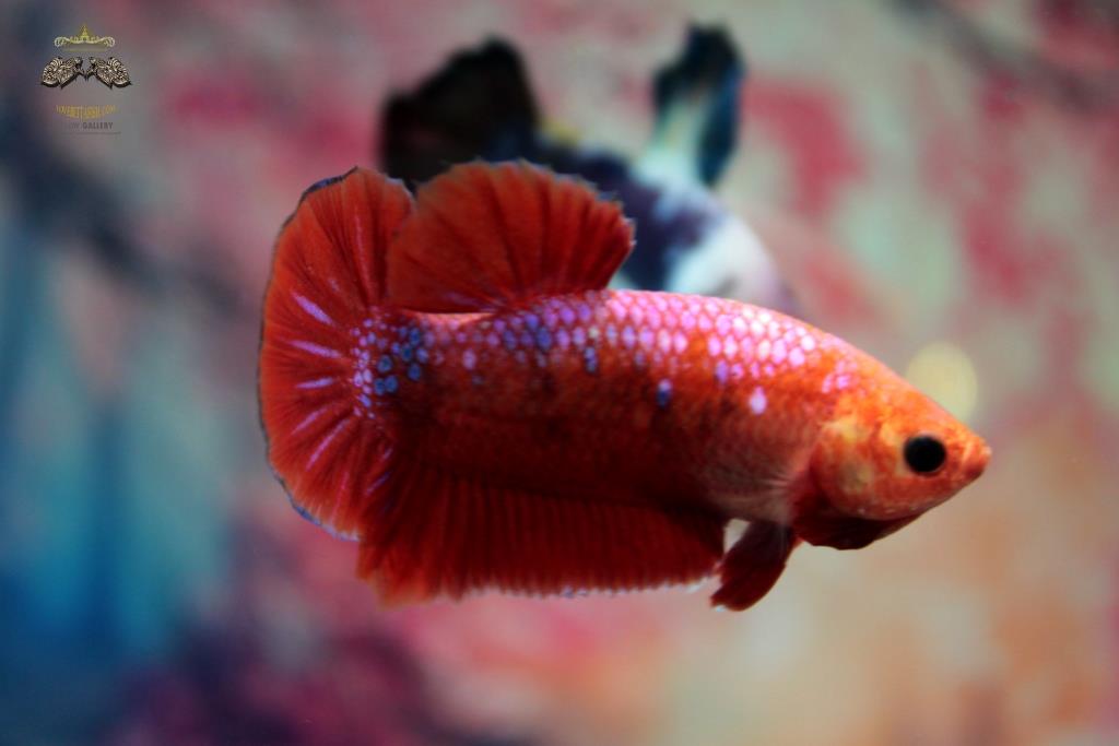 ปลากัดคัดเกรดครีบสั้น - Halfmoon Plakad Over Tails Red Orange Devil Premium Quality Grade AAA+