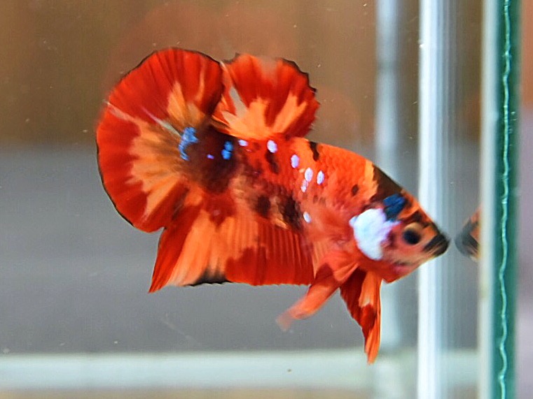 'นีโม่ ลายเสือไฟ'ปลากัดคัดเกรดครีบสั้น - Halfmoon Plakad Fancy Nemo Fire Tiger Premium Quality Grade