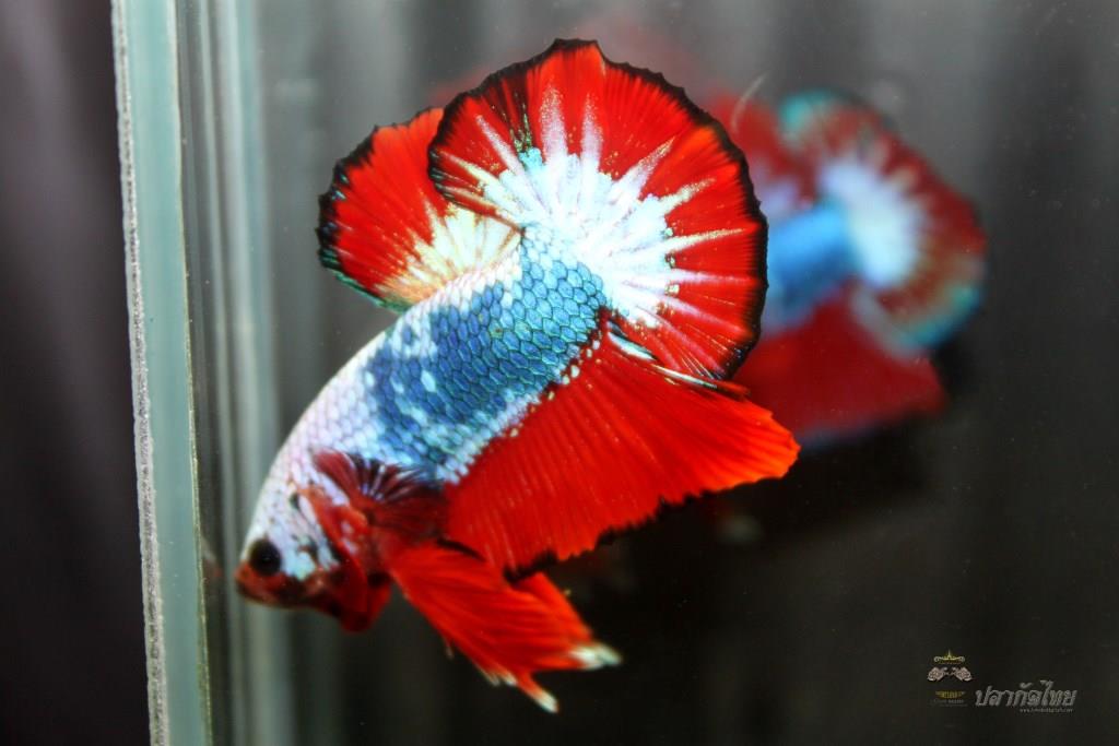ธงชาติไทยปลากัดคัดเกรดครีบสั้น - Halfmoon Plakad Fancy Dragon Premium Quality Grade