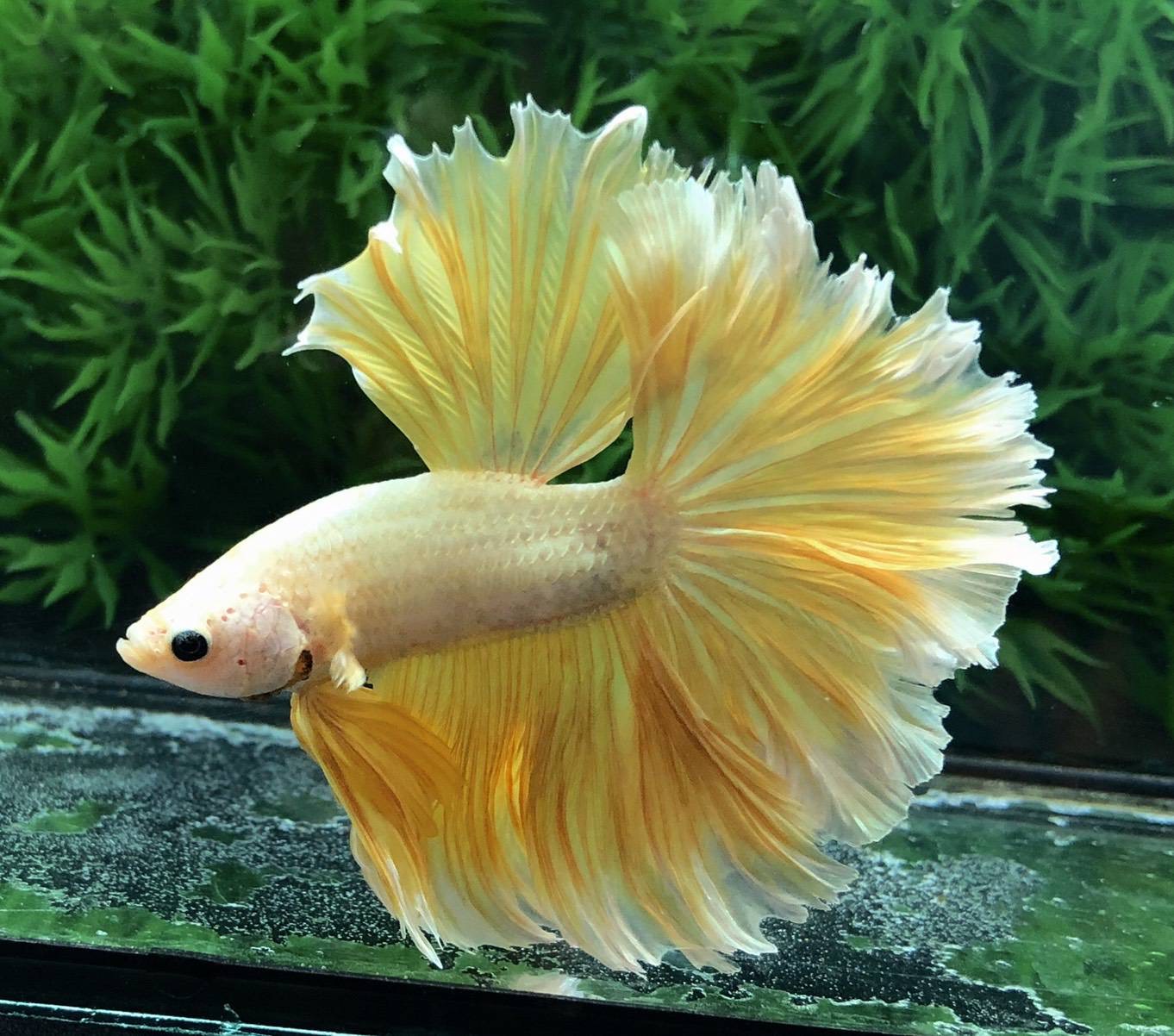 ปลากัดคัดเกรดครีบยาว - Halfmoon Gold Dragon Premium Quality Grade