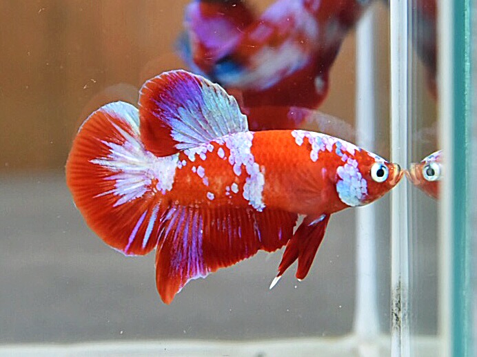 ปลากัดคัดเกรดครีบสั้น - Halfmoon Plakad Fancy Dragon Premium Quality Grade