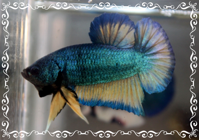 (ขายแล้วครับ)"คัดเกรด"ปลากัดครีบสั้น-Fancy Halfmoon Plakats2