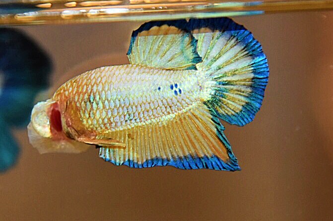 ปลากัดคัดเกรดครีบสั้น - Halfmoon Plakad Fancy Premium Quality Grade AAA+