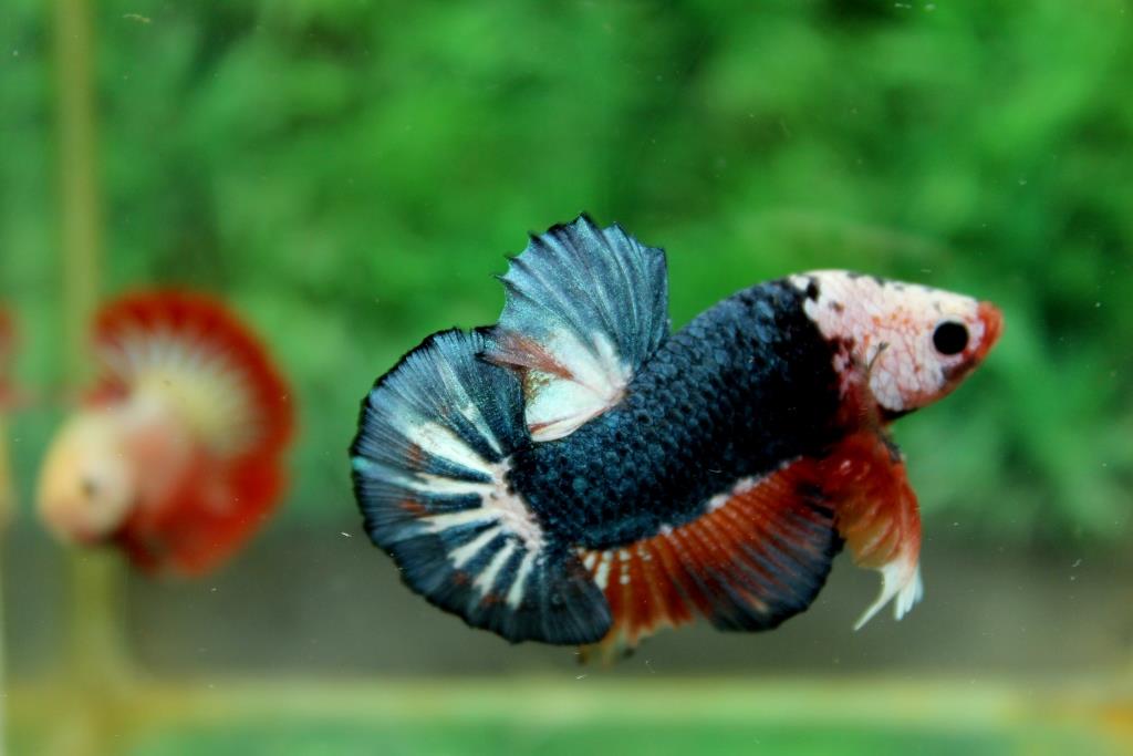คัดเกรดปลากัดครีบสั้น-Halfmoon Plakad Premium Quality Grade Fancy Dragon AAA+ Over Tails (หน้ากากขาว)