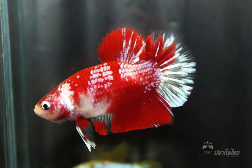 ปลากัดคัดเกรดครีบสั้น - Halfmoon Plakad Fancy Koi Quality Grade