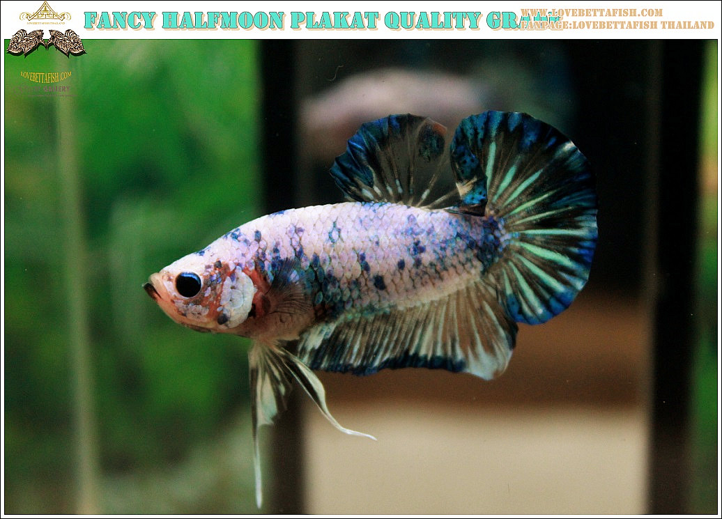ปลากัดครีบสั้น-Halfmoon Plakat Fancy
