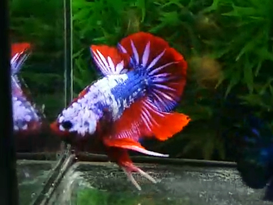 ปลากัดครีบสั้นคัดเกรด - Halfmoon Plakad Fancy Dragon Premium Quality Grade