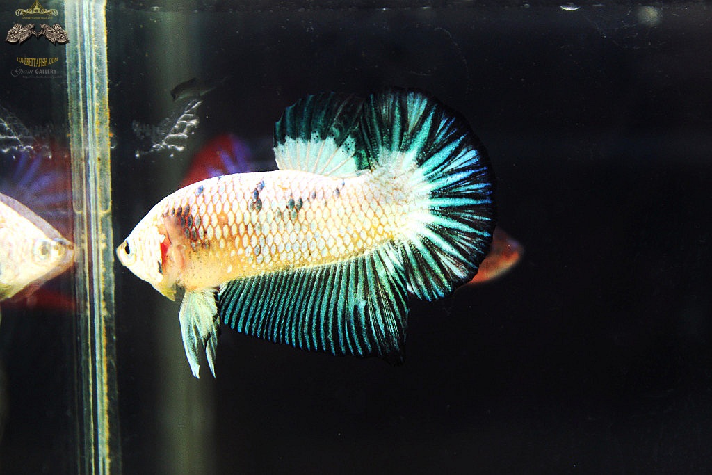 (ขายแล้วครับ)ตอนรับปีใหม่"คัดเกรด"ปลากัดครีบสั้น-Halfmoon Plakats Fancy Marble