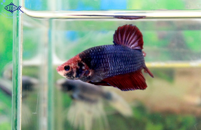 (ขายแล้วครับ)ปลากัดยักษ์ครีบสั้น-Giant Fancy