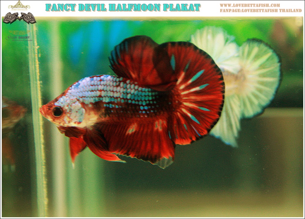 "คัดเกรด"ปลากัดครีบสั้น-Halfmoon Plakats Fancy Dragon Devil Short Body