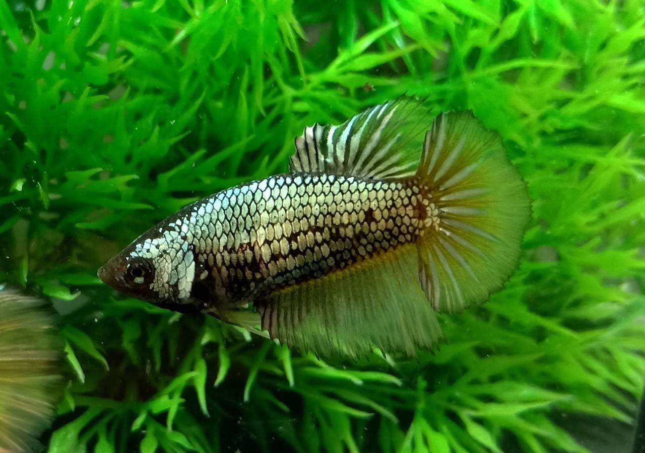 ปลากัดคัดเกรดครีบยาวตัวผู้ตัวเมียพร้อมผสม - Male+Female Halfmoon Fancy Yellow Copper Colors Premium Quality Grade