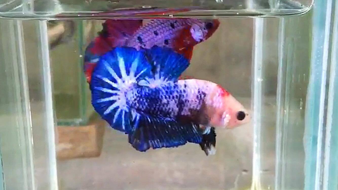ปลากัดคัดเกรดครีบสั้น - Halfmoon Plakad Fancy Dragon Quality Grade