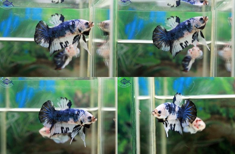 (ขายแล้วครับ)ลายหินอ่อน"คัดเกรด"ปลากัดครีบสั้น-Halfmoon Plakats Super Fancy