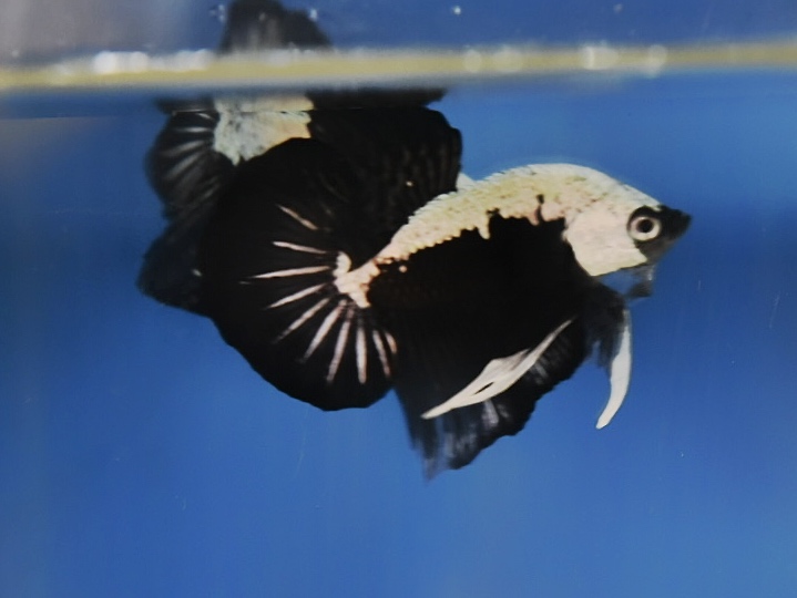 'ปลาวัยรุ่นอนาคตไกล' ปลากัดคัดเกรดครีบสั้น - Halfmoon Plakad Black Samurai Premium Quality Grade