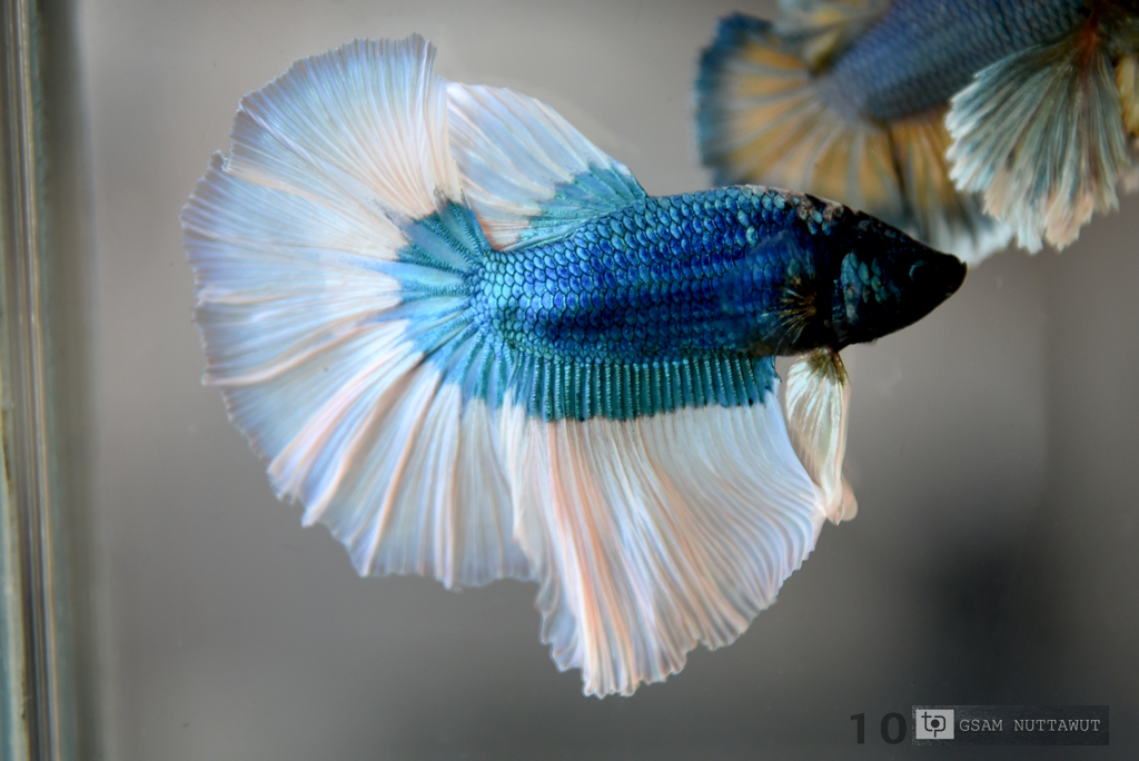 ปลากัดคัดเกรดครีบยาว - Halfmoon Fancy Blue Butterfly Premium Quality Grade AAA+