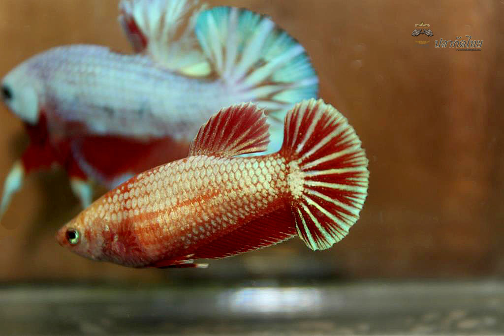 ปลากัดคัดเกรดครีบสั้นตัวเมีย - Halfmoon Plakad Fancy Dragon Premium Quality Grade