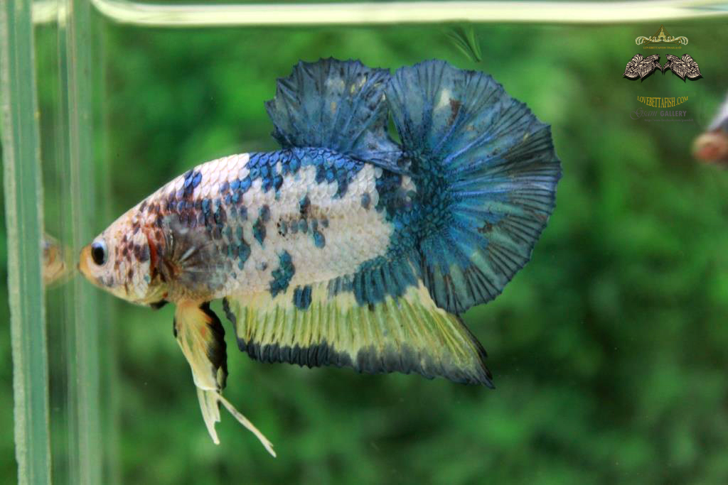 ปลากัดคัดเกรดครีบสั้น - Halfmoon Plakad Fancy Dragon Quality Grade