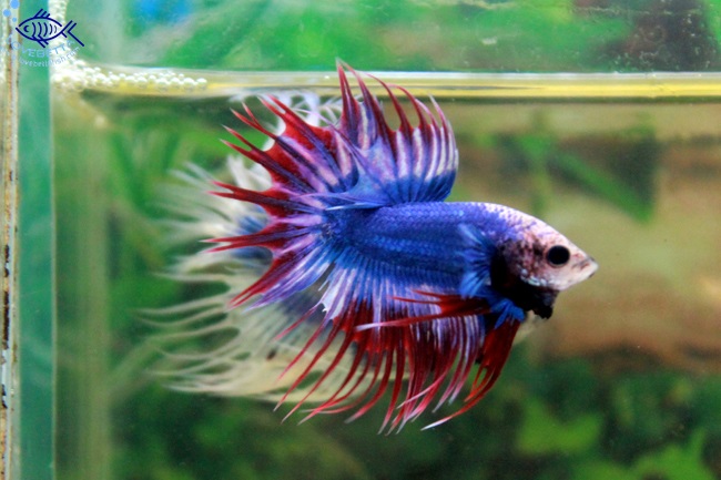 (ขายแล้วครับ)ปลากัดครีบยาวหางมงกุฏ-Crowntails Thailand