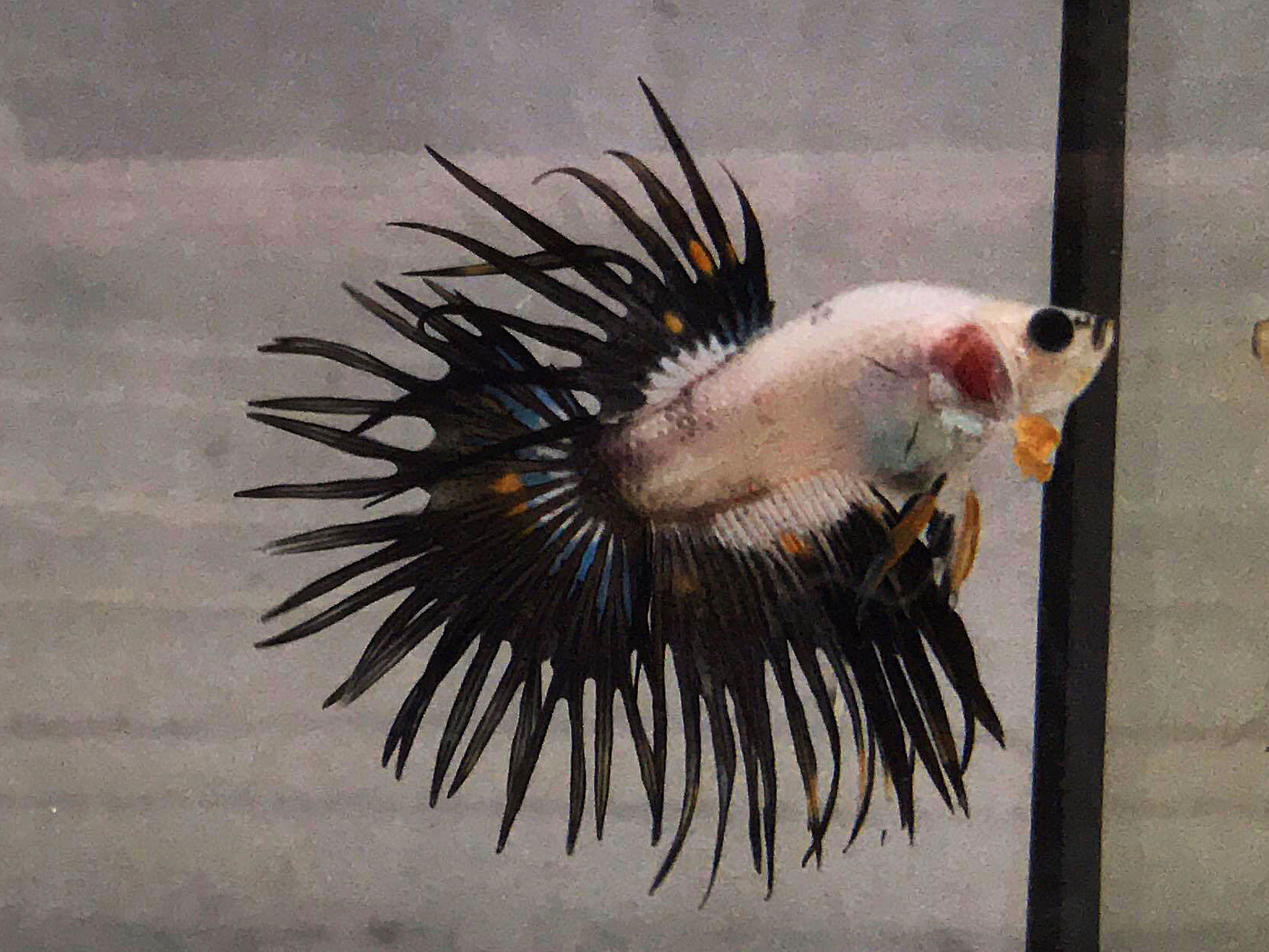 ปลากัดคัดเกรดครีบยาวหางมงกุฎ - CrownTails Fancy Premium Quality Grade
