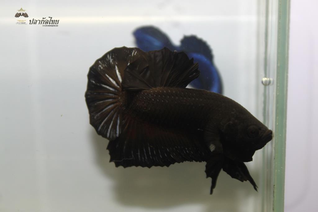 ปลากัดคัดเกรดครีบสั้น - Halfmoon Plakad Super Black Quality Grade