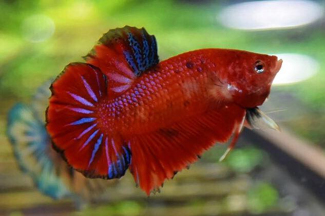 ปลากัดคัดเกรดครีบสั้น - Halfmoon Plakad Red Koi Premium Quality Grade