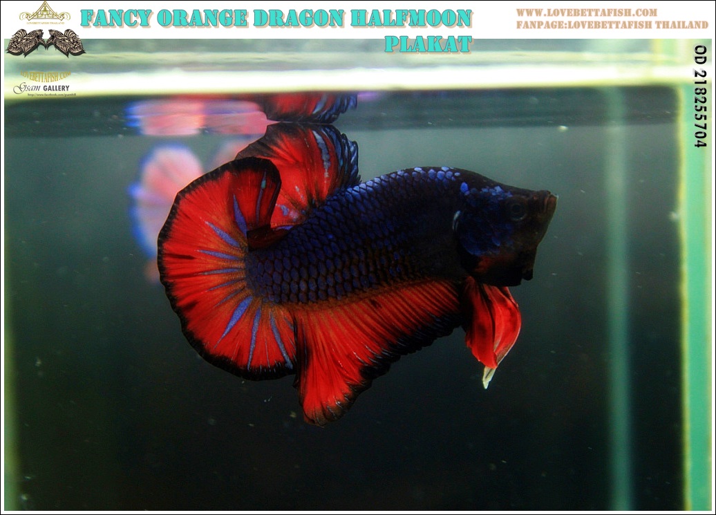 (ขายแล้วครับ)"คัดเกรด"ปลากัดครีบสั้น-Halfmoon Fancy Dragon Nice Form