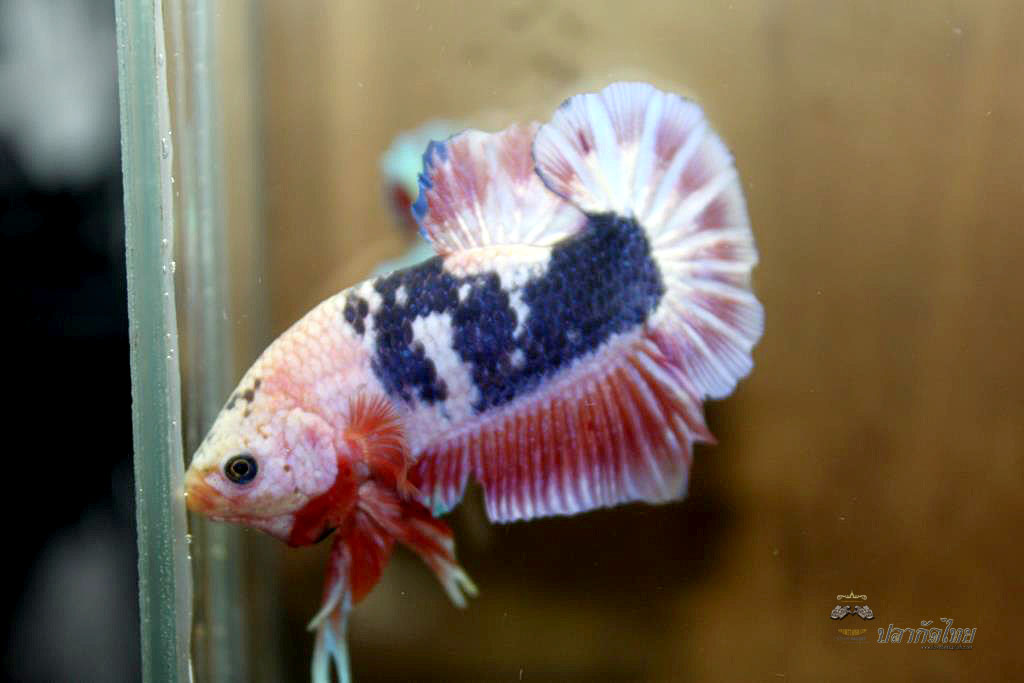 ปลากัดคัดเกรดครีบสั้น - Halfmoon Plakad Fancy Pink Dragon Premium Quality Grade