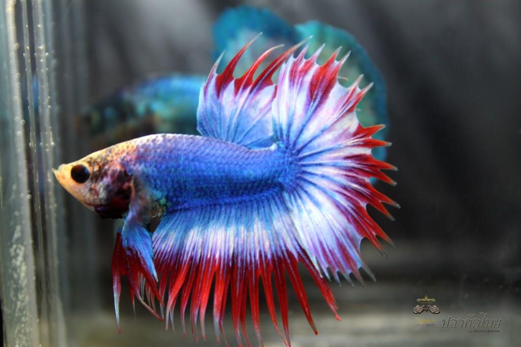 ปลากัดคัดเกรดหางมงกุฎ - Crown Tails Thailand Premium Quality Grade
