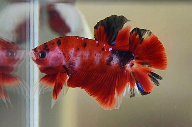 "แฟนซีลายคราฟ" ปลากัดคัดเกรดครีบสั้น - Halfmoon Plakad Fancy Red Koi Premium Quality Grade