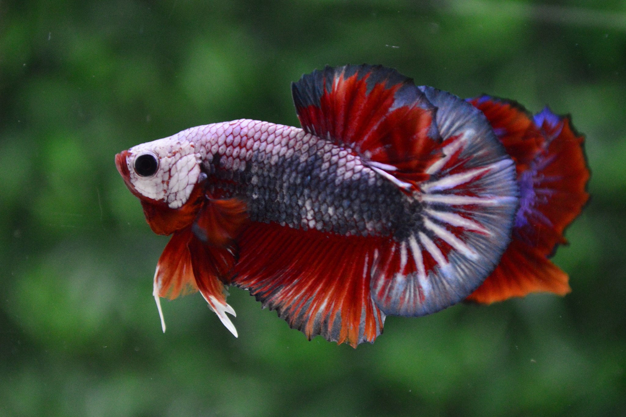 ปลากัดคัดเกรดครีบสั้น - Halfmoon Plakad Fancy Dragon Premium Quality Grade AAA+